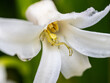 White Crab Spider Laying in Wait in a Hyacinth Flower
