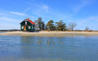 Canada geese (Branta canadensis) swimming to Gamecock Cottage (1876), historic building located at Stony Brook in Brookhaven Town, in Suffolk County, New York on Long Island