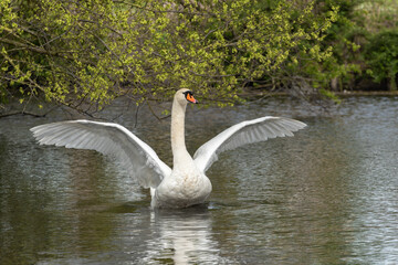 Wall Mural - Portrait of an adult mute swan (Cygnus olor) with spread wings taken in spring in its natural habitat