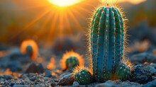   A Cactus In A Field Against The Setting Sun, Surrounded By Other Cacti