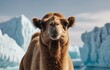 A Camelid stands in front of icebergs in the water under a clear sky