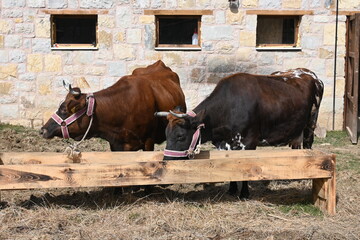 cows in the farn