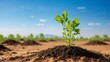 green sapling grows in desert soil, illustrating the need to address ecology problems and confront the challenge of desertification against, backdrop of blue skies