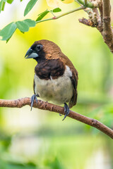 Wall Mural - The Javan munia (Lonchura leucogastroides) is a species of estrildid finch native to southern Sumatra, Java, Bali and Lombok islands in Indonesia.