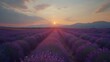 Lavender Field at Dusk A Tribute to Documentary Editorial and Magazine Photography