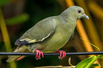 The pink-necked green pigeon (Treron vernans) is a species of bird of the pigeon and dove family, Columbidae. It is a common species of Southeast Asia