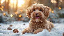 A Close Up Of A Dog Laying In The Snow With A Blurry Background Of Trees And Lights In The Background.
