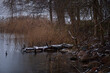 A gloomy and overcast winter day on the shore of Bernardine Lake. Trakai, Lithuania.