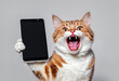 Cat holding smartphone with mockup screen