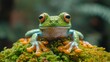 a green frog with orange eyes sitting on top of a green mossy plant with lots of small orange flowers.