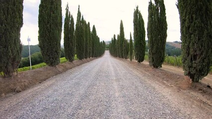 Wall Mural - a Tuscan typical gravel road with cypress trees next to Montalcino, Province of Siena, Tuscany, Italy