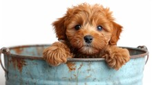 A Small Brown Dog Sitting Inside Of A Blue Metal Tub With His Paws On The Edge Of The Tub And Looking At The Camera.