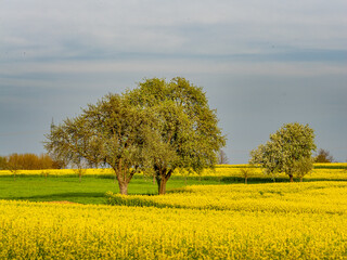 Poster - Obstbäume und Rapsfelder im Frühjahr