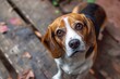 Beagle dog is standing on a wooden floor and looking up at the camera