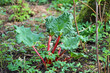 common rhubarb plants growing in a garden