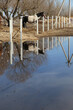 Spring flood: the horse is reflected in the water.