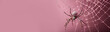 A spider with a pearly body hangs on a web on a solid pink background