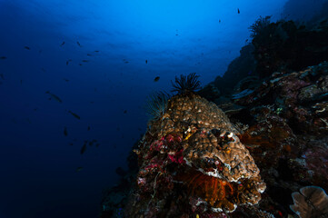 Wall Mural - A picture of the coral reef