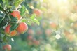 Lush Apple Orchard with Ripe Fruit on Tree Branches, Blurred Background, Farming Concept