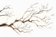 Minimalist watercolor illustration of dry brown tree branch on white background