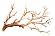 © Lucija - Minimalist watercolor illustration of dry brown tree branch on white background