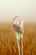 Harvest Mouse Climbing On An Ear Of Wheat