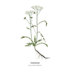 Yarrow (Achillea millefolium) - flowers, stems, leaves and root isolated on white background. Realistic vector drawing with the name of the plant.