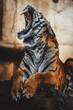 Sumatran tiger (Panthera tigris sumatrae) beautiful animal