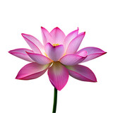 Fototapeta Londyn - Water lily flower png isolated on transparent background