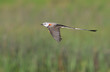 Scissor-tailed flycatcher (Tyrannus forficatus) flying over wetlands, Galveston, Texas.