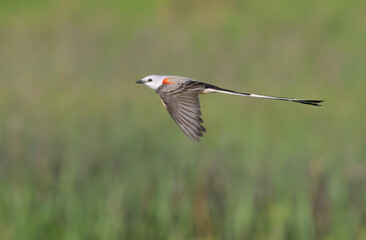 Wall Mural - Scissor-tailed flycatcher (Tyrannus forficatus) flying over wetlands, Galveston, Texas.