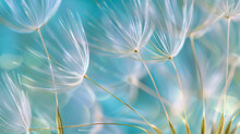 Beautiful Dandelion Closeup On Blue And Green Background. Macro Photo Of Fluffy White Seeds Flying In The Wind