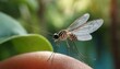 A mosquito flies near a person's ear