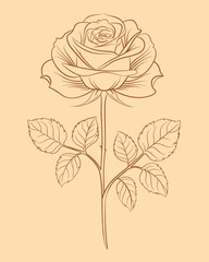 Wall Mural - Hand drawn rose isolated vector illustration. Flower and background on separate layers.