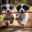 A pair of puppies with floppy ears, playing tug-of-war with a squeaky toy3