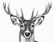 Pencil drawing of a mule deer isolated against a white background