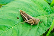 Grasshopper On Callaloo Leaf