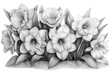 Monochrome sketch of hibiscus flower isolated on transparent background
