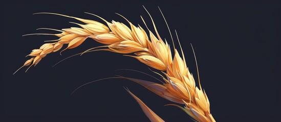 Wall Mural - A detailed macro photograph of a single wheat ear against a striking black background, showcasing its hairlike texture and intricate details