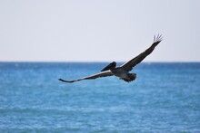 Cerca Del Mar Podemos Encontrar Gran Variedad De Aves Acuaticas Y De Vez En Cuando Hasta Guacamayas!
