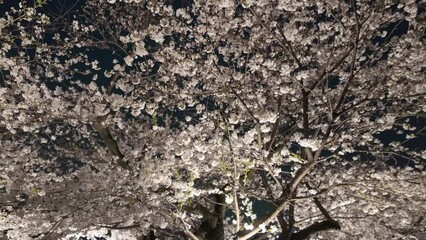 Wall Mural - 東京都千代田区九段にある千鳥ヶ淵に咲く桜の夜景