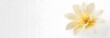 Closeup delicate yellow flower of pastel on white gradient background with blank space for text, summer and spring background concept
