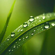 © 대훈 최 - 물방울이 맺힌 풀잎. 정밀묘사.