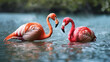 Two flamingos are swimming in a body of water