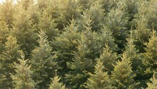 Conifer Bushes Isolated Transparent Hedge Fir Pine Spruce Evergreen Tree Background From Above Top View Lush Foliage Png Cutout Nature Ecology Environment Plant White Wood Leaf