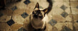 Elegant Siamese cat on a vintage tiled floor looking up with anticipation as food is prepared classic charm