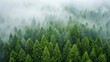 Nordic forest in fog. Green pine trees.