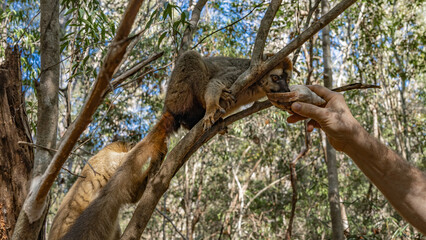 Two adorable Common brown lemurs Eulemur albifrons  are sitting on a tree branch. One animal drinks water from a shell in the outstretched hand of a person, the other is waiting for its queue. 