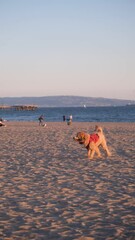 Wall Mural - dog on the beach