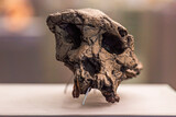 Fototapeta Miasto - Sahelanthropus tchadensis is an extinct species of the hominid dated to about 7 million years ago